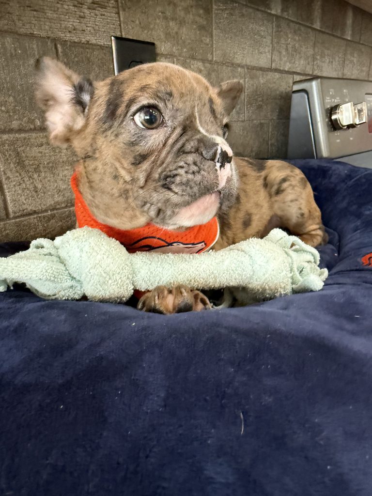 Teddy | Fawn Merle & White French Bulldog Male | Available Now The Handsome One