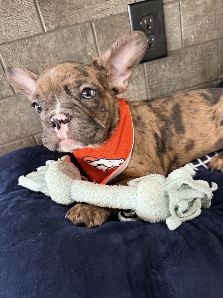 Teddy | Fawn Merle & White French Bulldog Male | Available Now The Handsome One