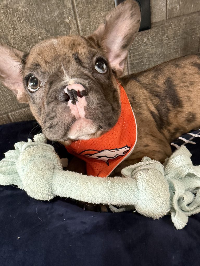 Teddy | Fawn Merle & White French Bulldog Male | Available Now The Handsome One