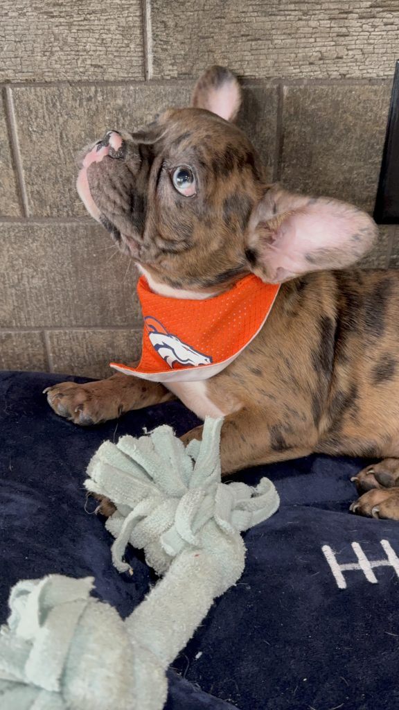 Teddy | Fawn Merle & White French Bulldog Male