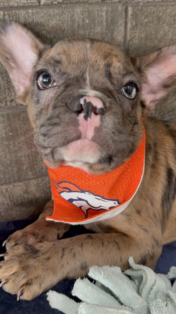 Teddy | Fawn Merle & White French Bulldog Male