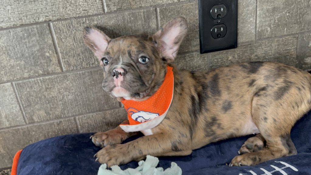 Teddy | Fawn Merle & White French Bulldog Male