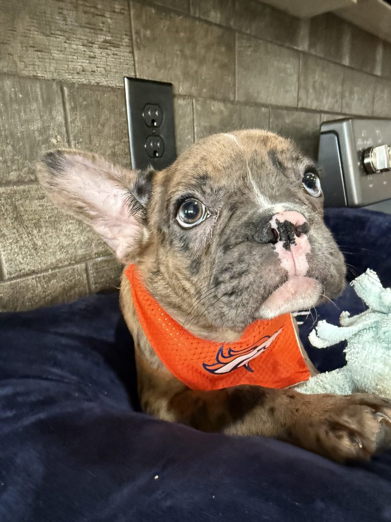 Teddy | Fawn Merle & White French Bulldog Male | Available Now The Handsome One