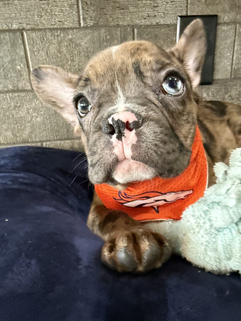 Teddy | Fawn Merle & White French Bulldog Male | Available Now The Handsome One