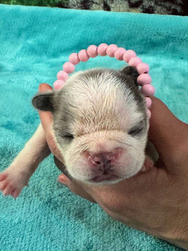 Isabelle | Merle Pied French Bulldog Female | Available Oct 2025