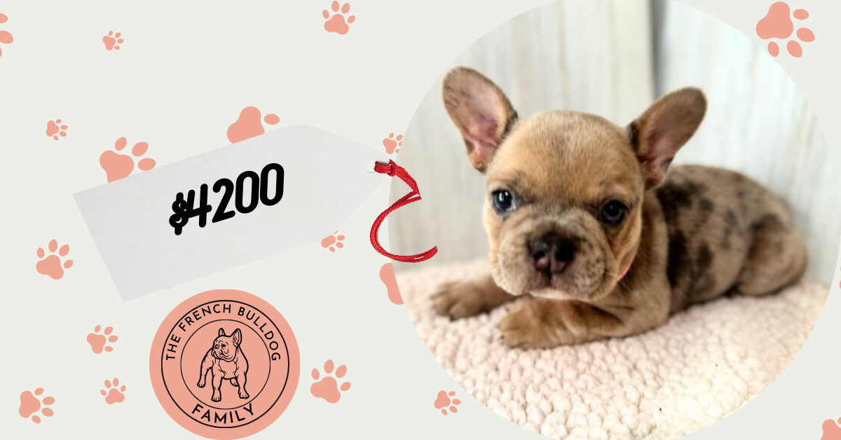 Daisy | Blue Fawn Merle French Bulldog Female | Available Sep 2025