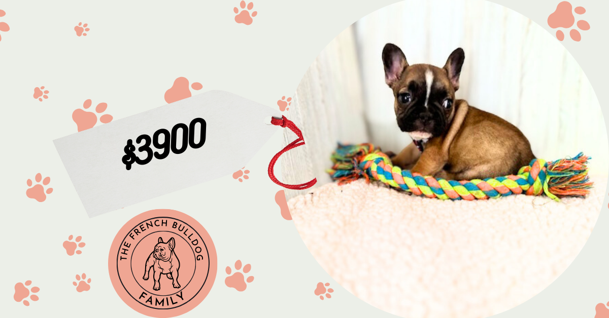 Dora | Fawn French Bulldog Female | Available Sep 2025