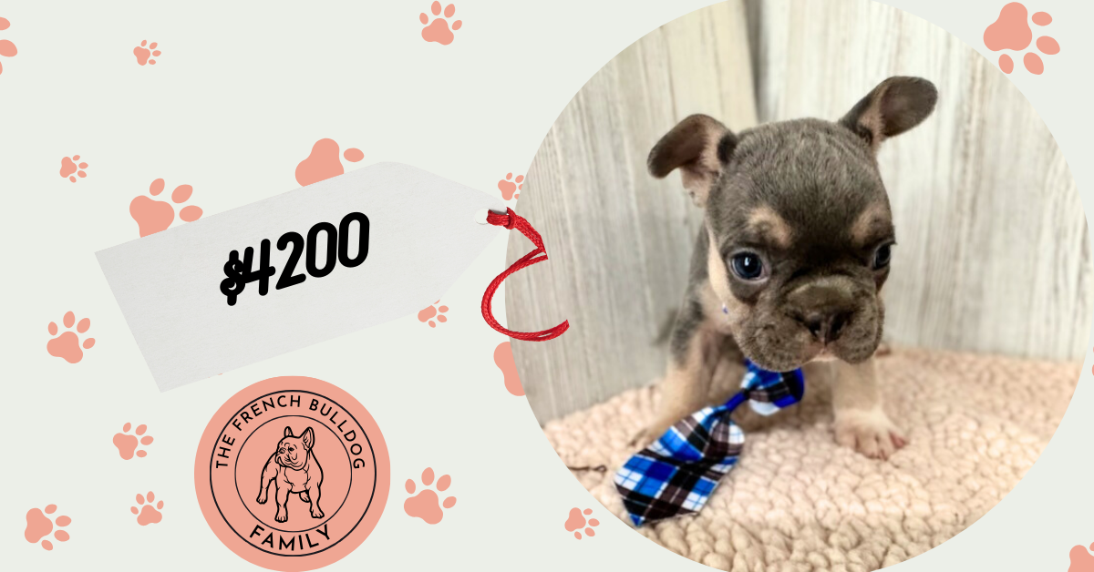 Frank | Blue & Tan French Bulldog Male | Available Sep 2025