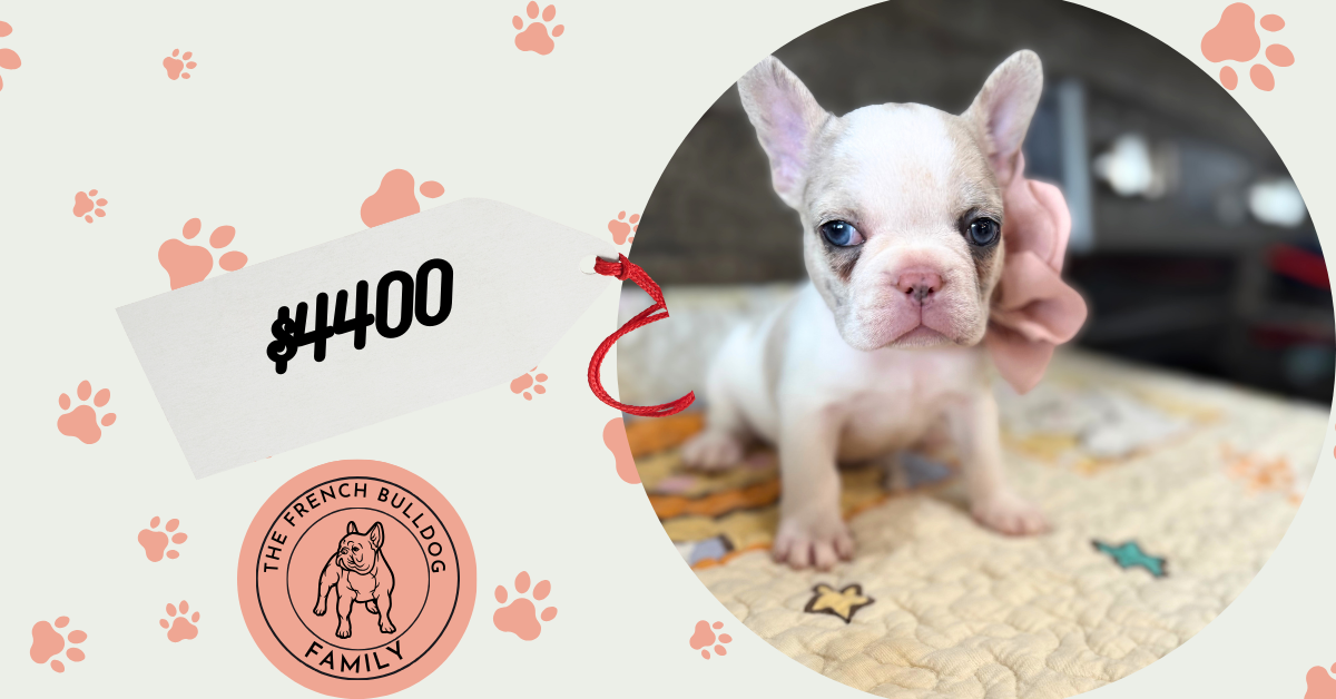Emmy | Lilac Fawn Merle Pied French Bulldog Female | Available Sep 2025