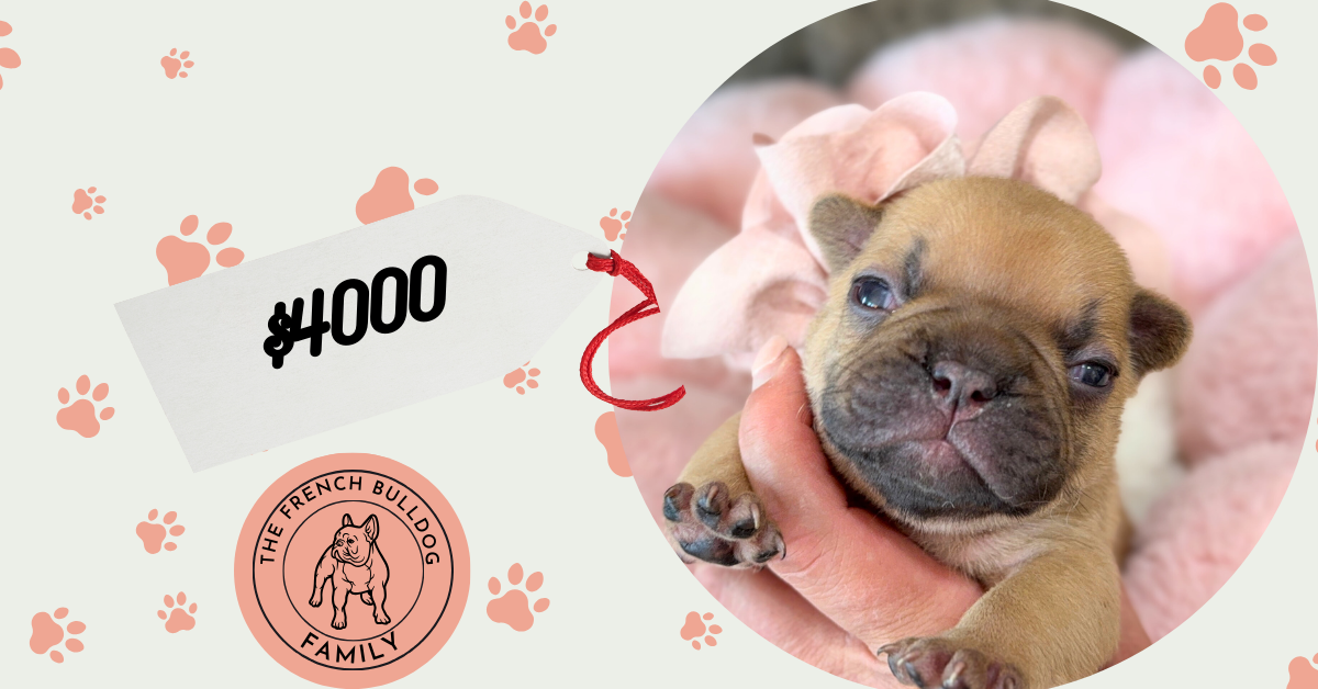 Hope | Chocolate Fawn Bulldog Female | Available Oct 2025