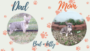 Bud & Kitty Frenchie's Parents