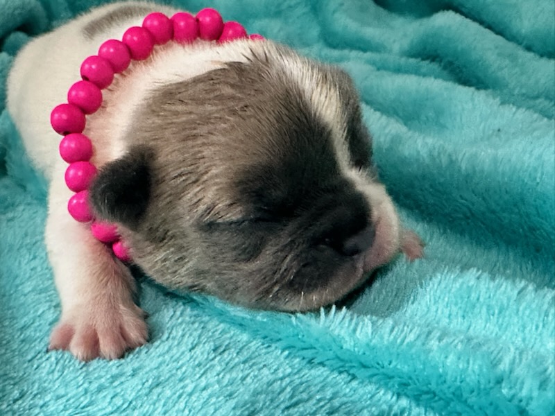 Kurby | Fawn & White French Bulldog Male | Available in Oct 2025