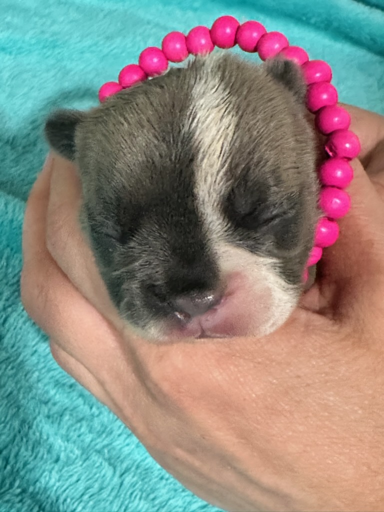 Kurby | Fawn & White French Bulldog Male | Available in Oct 2025