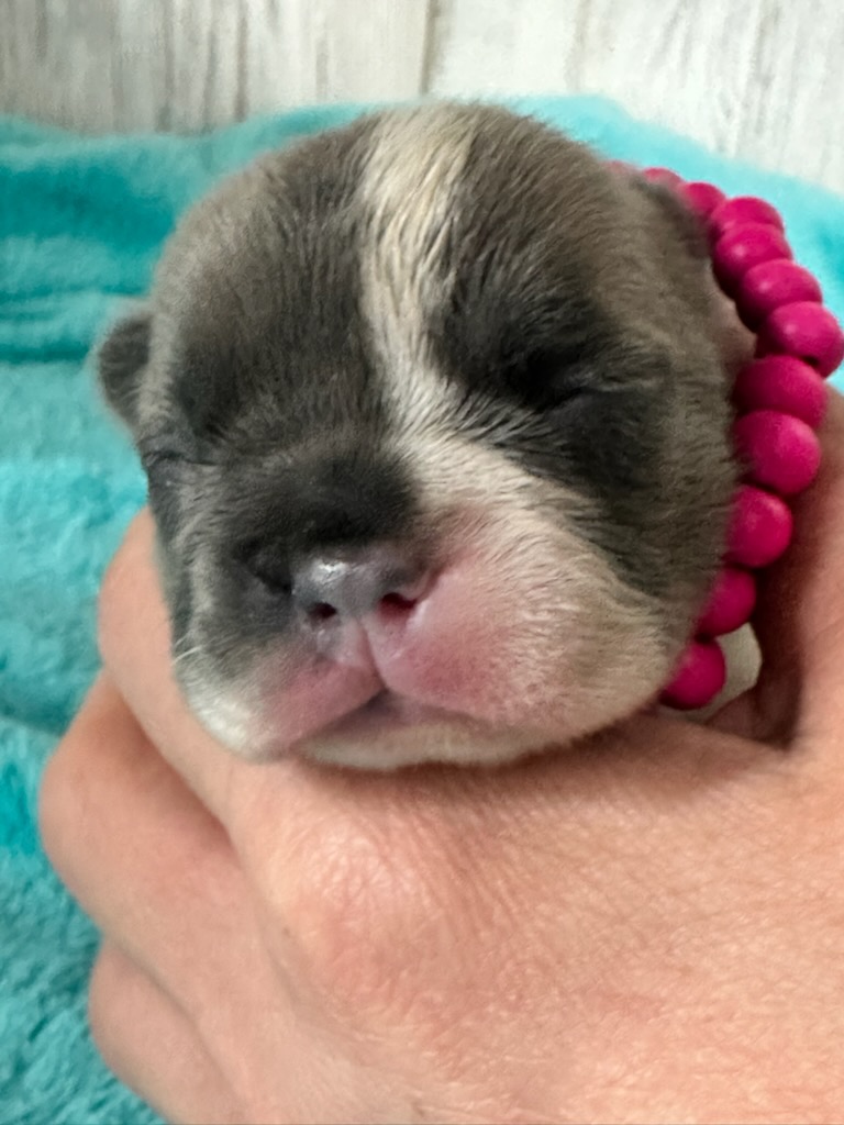 Kurby | Fawn & White French Bulldog Male | Available in Oct 2025