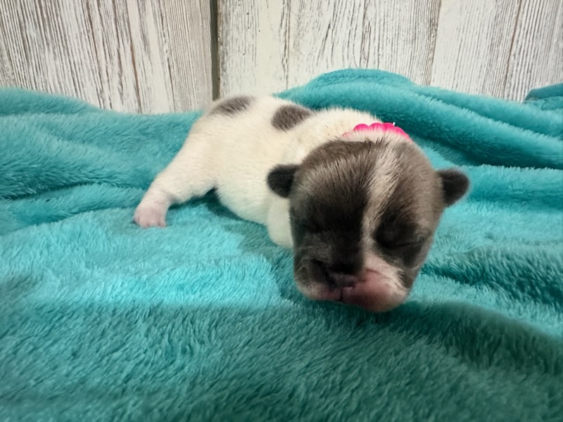 Kurby | Fawn & White French Bulldog Male | Available in Oct 2025