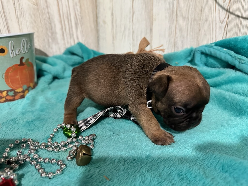 Isaac | Fawn French Bulldog Male | Available Oct 2025