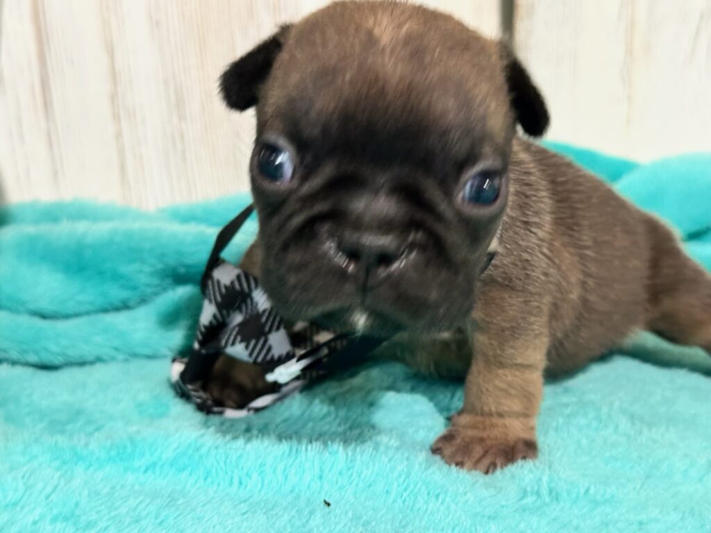 Isaac | Fawn Pied French Bulldog Male | Available Oct 2025