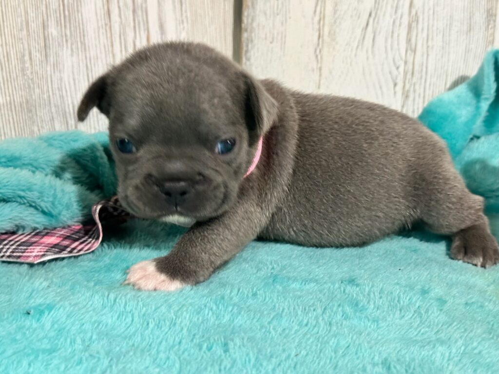 Ian | Blue French Bulldog Male | Available Oct 2025
