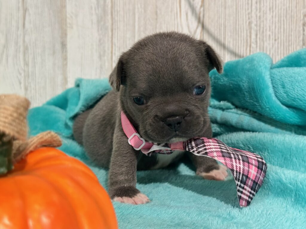 Ian | Blue French Bulldog Male | Available Oct 2025