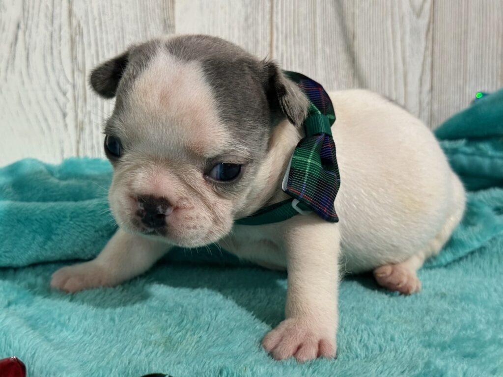Isabella | Merle Pied French Bulldog Female | Available Oct 2025