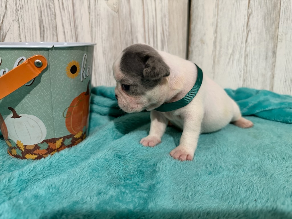 Isabella | Blue Pied French Bulldog Female | Available Oct 2025