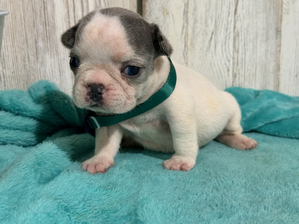 Isabella | Blue Pied French Bulldog Female | Available Oct 2025