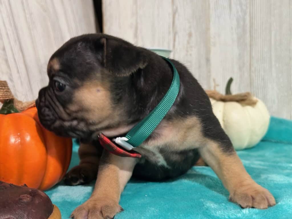 Lexi | Black & Tan French Bulldog Female | Available in Nov 2025