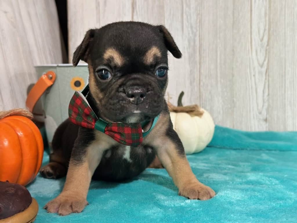 Lexi | Black & Tan French Bulldog Female | Available in Nov 2025