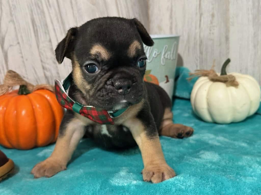 Lexi | Black & Tan French Bulldog Female | Available in Nov 2025