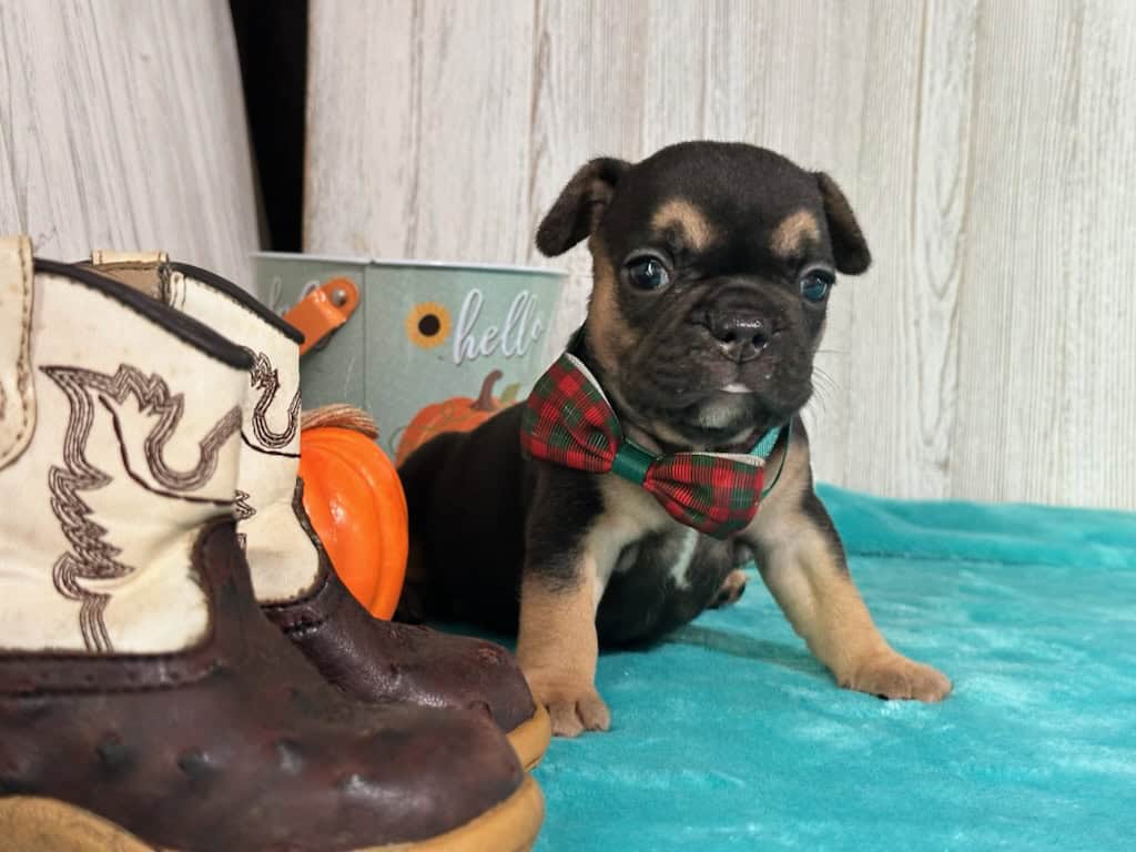 Lexi | Black & Tan French Bulldog Female | Available in Nov 2025