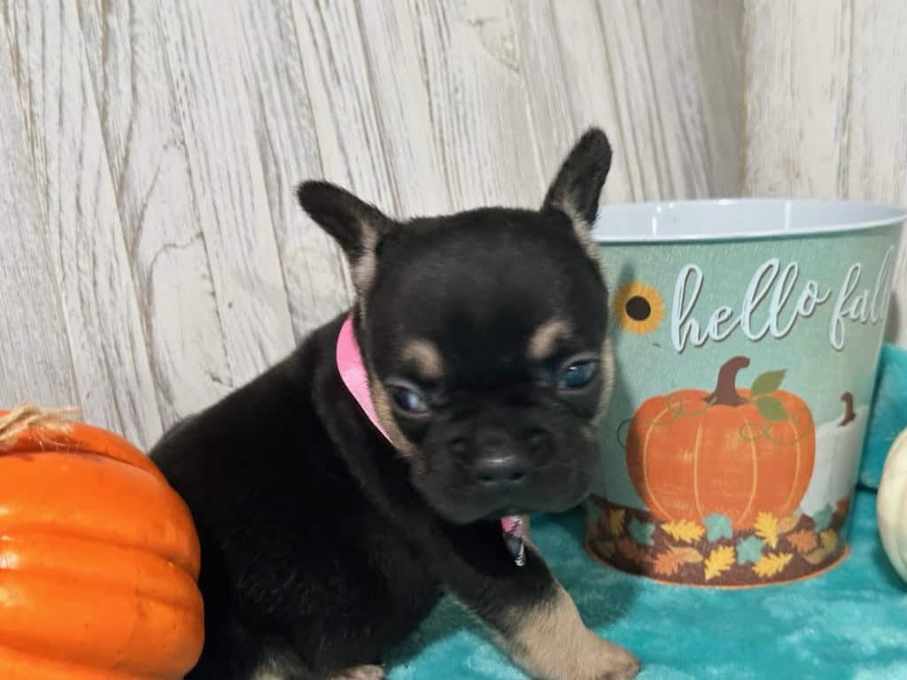 Lily | Black & Tan French Bulldog Female | Available in Nov 2025