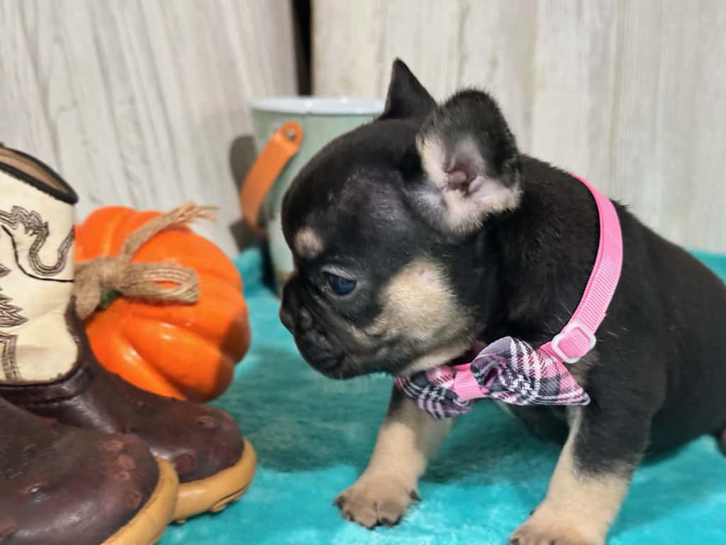 Lily | Black & Tan French Bulldog Female | Available in Nov 2025
