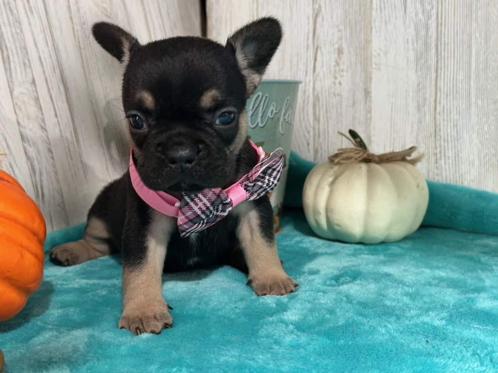 Lily | Black & Tan French Bulldog Female | Available in Nov 2025