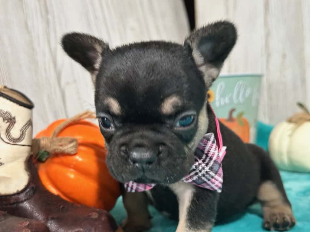 Lily | Black & Tan French Bulldog Female | Available in Nov 2025