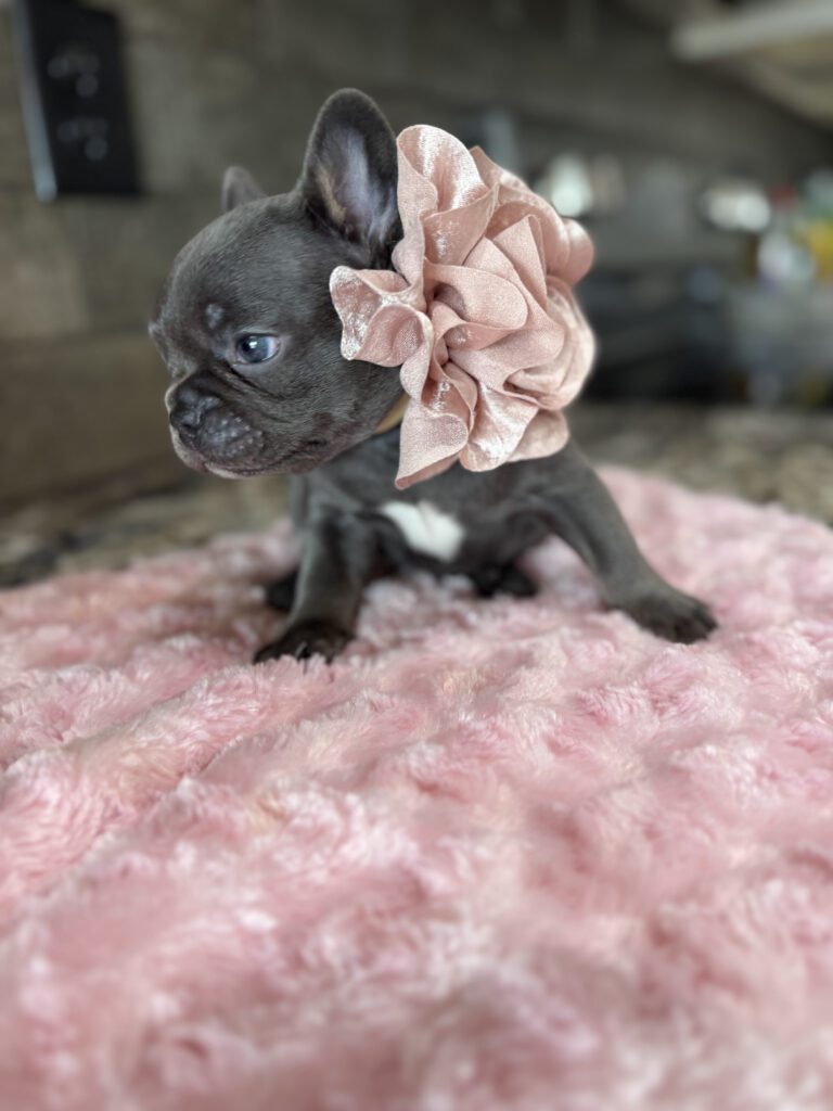 Hazel | Blue French Bulldog Female | Available Oct 2025