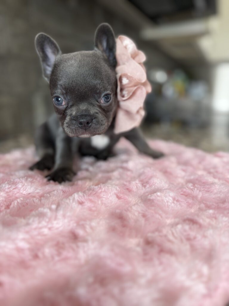 Hazel | Blue French Bulldog Female | Available Oct 2025