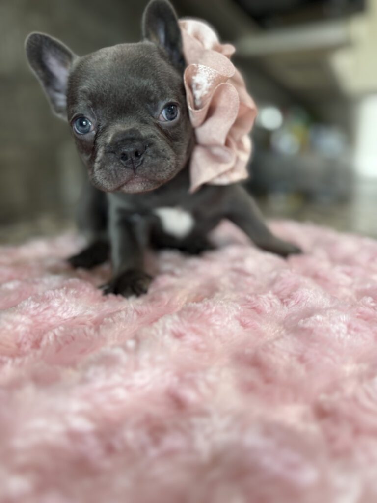 Hazel | Blue French Bulldog Female | Available Oct 2025
