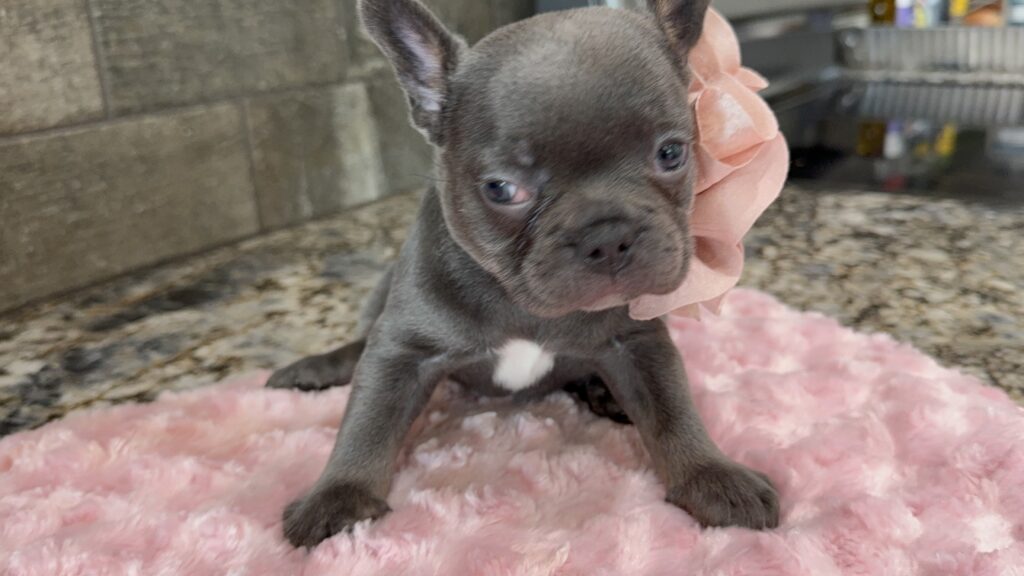 Hazel | Blue French Bulldog Female | Available Oct 2025