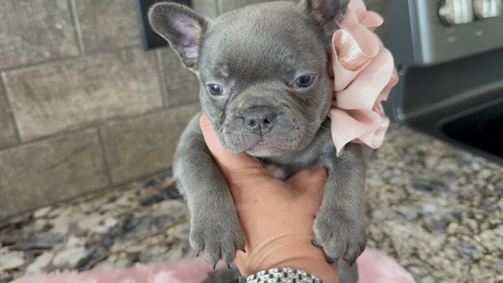 Hazel | Blue French Bulldog Female | Available Oct 2025