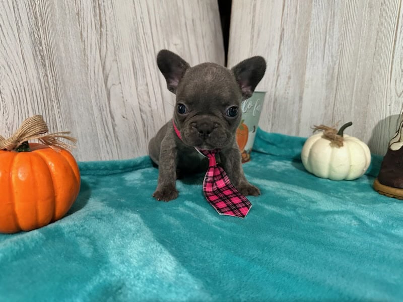 Kairo | Blue French Bulldog Male | Available in Oct 2025