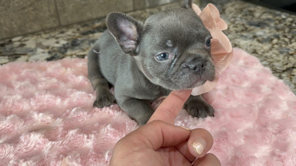 Hazel | Blue French Bulldog Female | Available Oct 2025