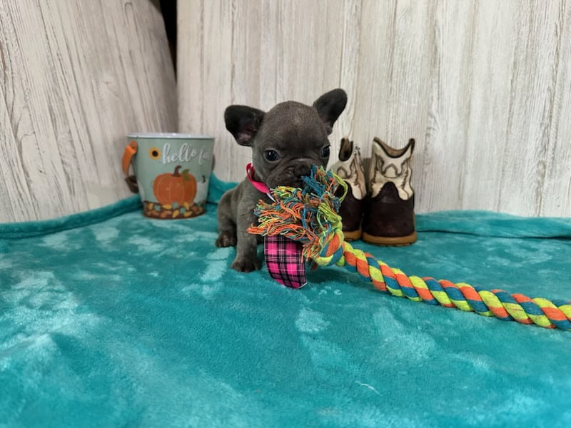 Kairo | Blue French Bulldog Male | Available in Oct 2025