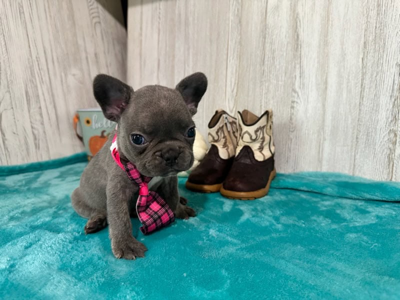 Kairo | Blue French Bulldog Male | Available in Oct 2025