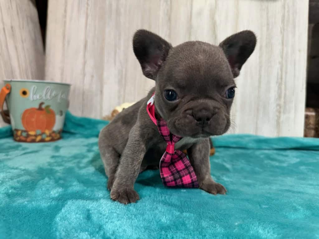 Kairo | Blue French Bulldog Male | Available in Oct 2025