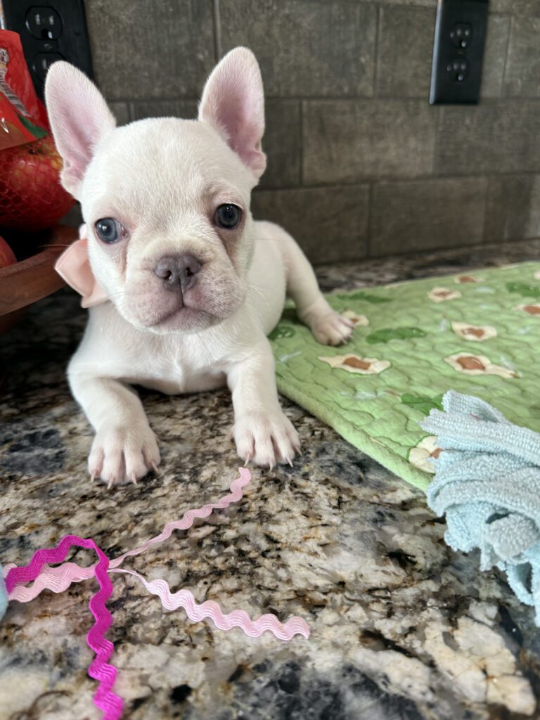 Evan | Cream French Bulldog Male | Available Sep 2025