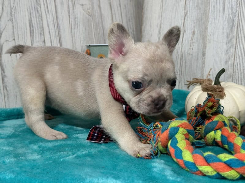 Kipling | Lilac Fawn French Bulldog Male | Available in Oct 2025