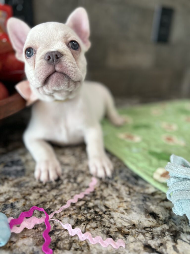 Evan | Cream French Bulldog Male | Available Sep 2025