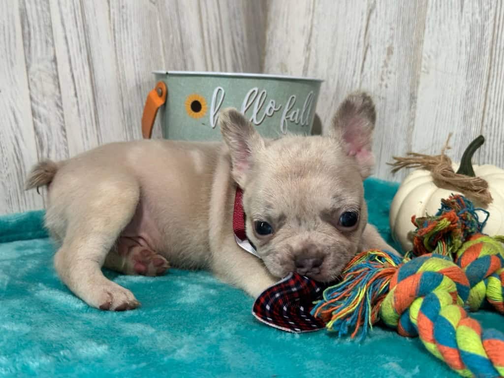Kipling | Lilac Fawn French Bulldog Male | Available in Oct 2025