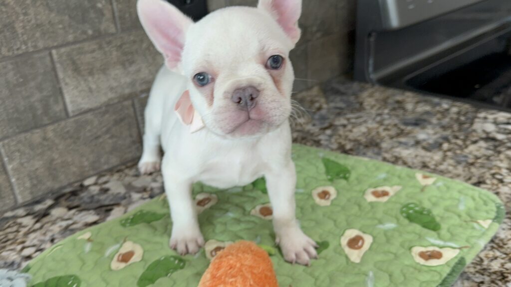 Evan | Cream French Bulldog Male | Available Sep 2025