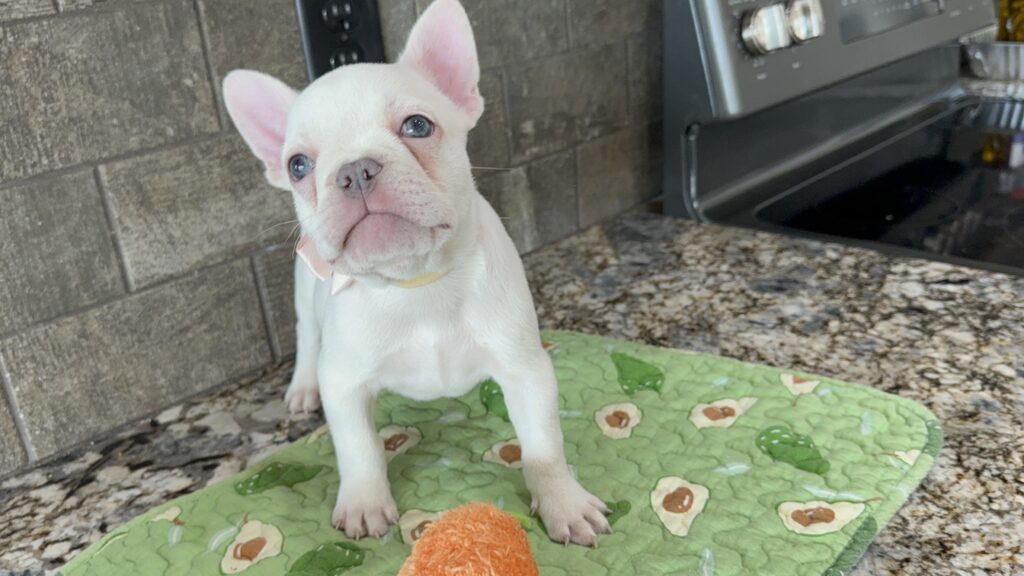 Evan | Cream French Bulldog Male | Available Sep 2025